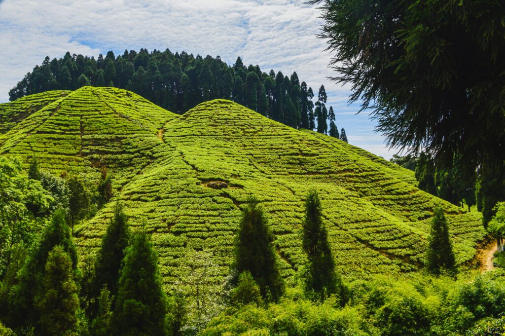 Monsoon Destination- Darjeeling