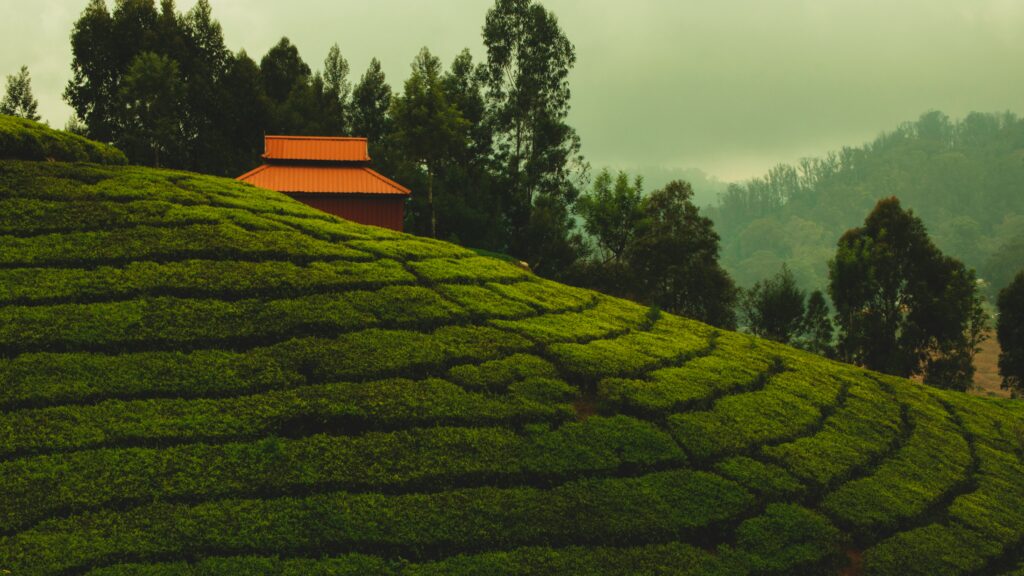 Summer Destination- Ooty